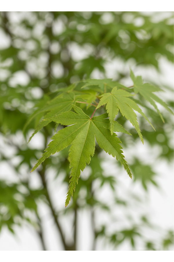 Acer Arctic Jade ®