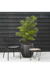 Acer Arctic Jade ®