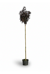 Acer Platanoides Crimson Sentry 6/8 180cm pień