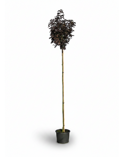 Acer Platanoides Crimson Sentry 6/8 180cm pień