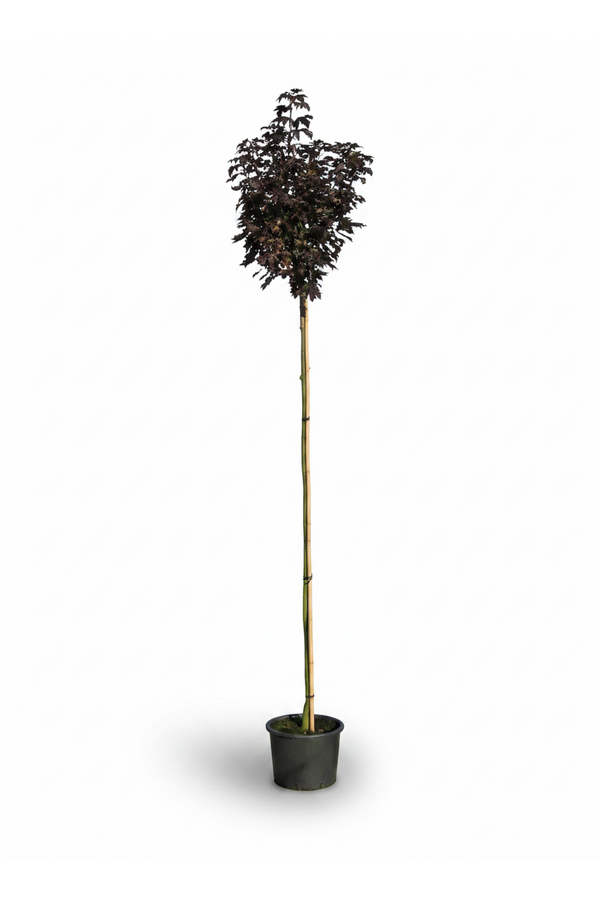 Acer Platanoides Crimson Sentry 6/8 180cm pień