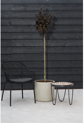 Acer Platanoides Crimson Sentry 6/8 180cm pień