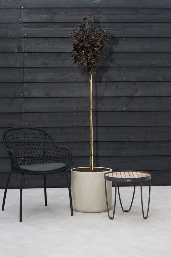 Acer Platanoides Crimson Sentry 6/8 180cm pień