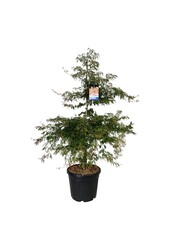 Acer Ice Dragon ®