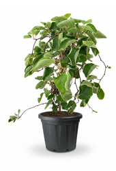 Aktinidia
