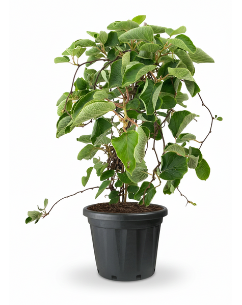 Aktinidia