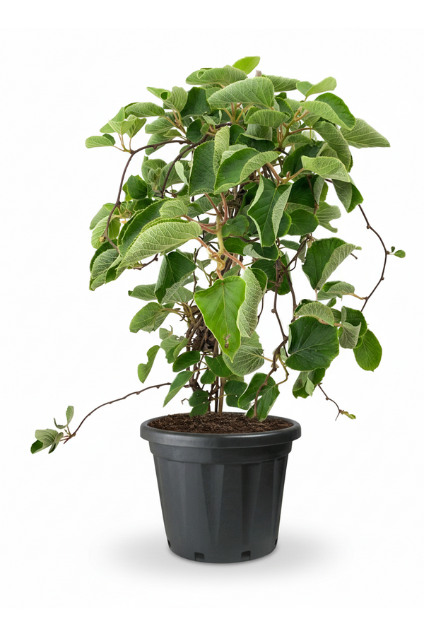 Aktinidia