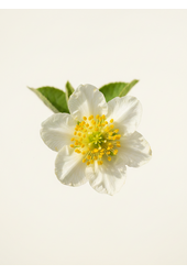 Aktinidia