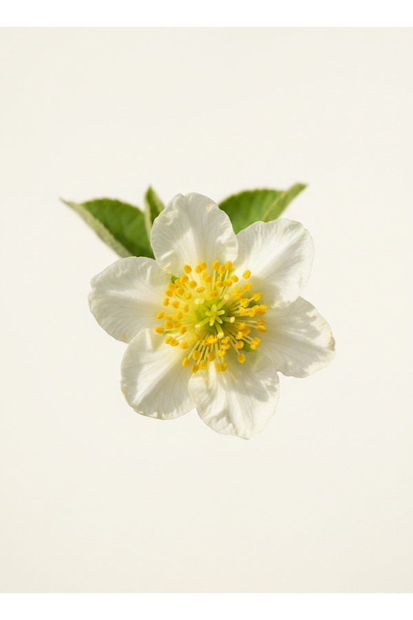 Aktinidia