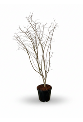 Acer Arctic Jade ®