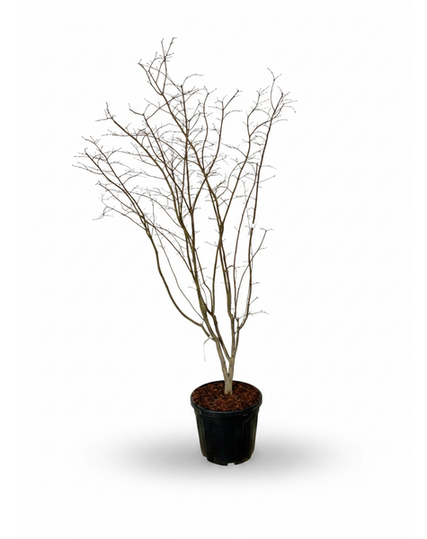 Acer Arctic Jade ®