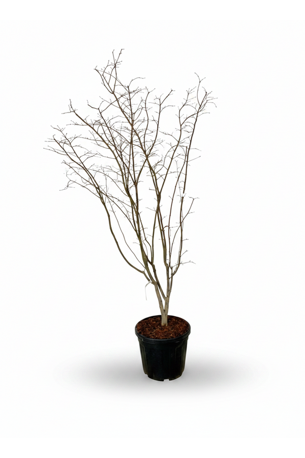 Acer Arctic Jade ®