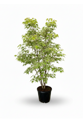Acer Arctic Jade ®