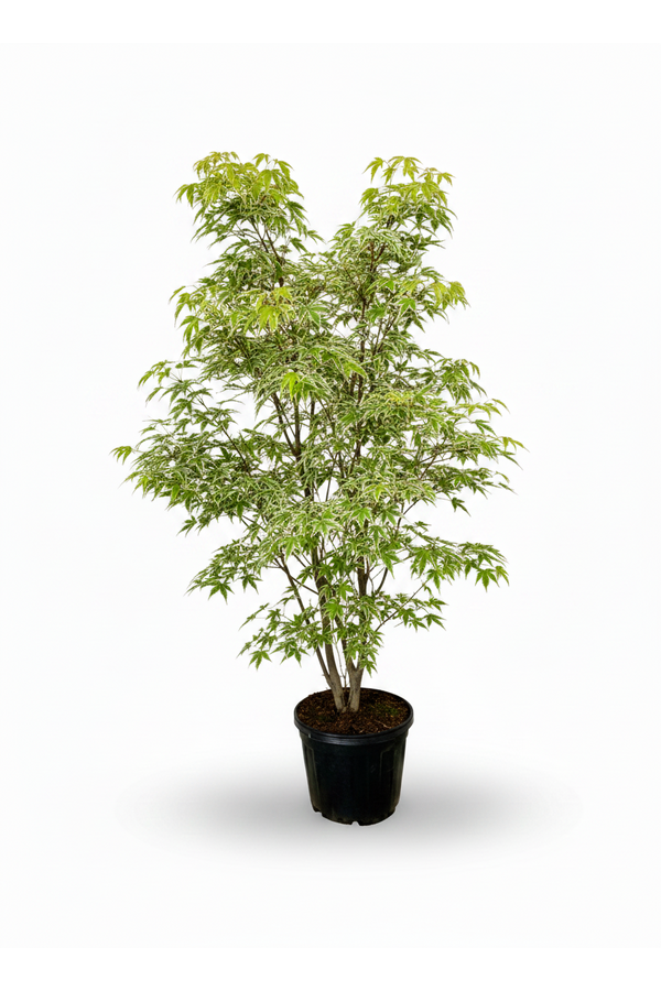 Acer Arctic Jade ®