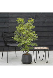 Acer Arctic Jade ®