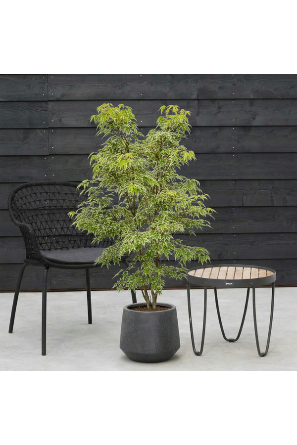 Acer Arctic Jade ®
