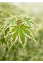 Acer Arctic Jade ®