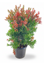 Callistemon Red rocket