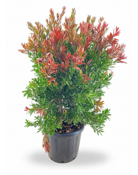 Callistemon Red rocket