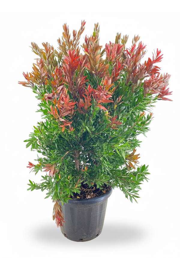 Callistemon Red rocket