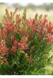 Callistemon Red rocket