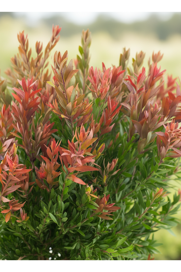 Callistemon Red rocket