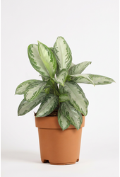 Aglaonema Silver Bay