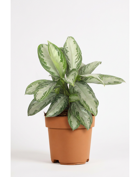 Aglaonema Silver Bay