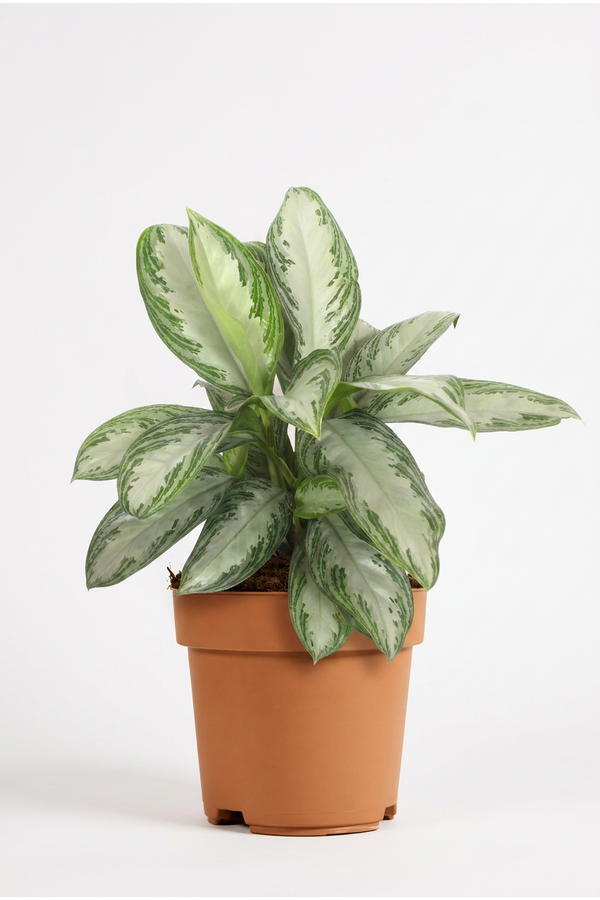 Aglaonema Silver Bay