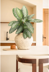 Aglaonema Silver Bay