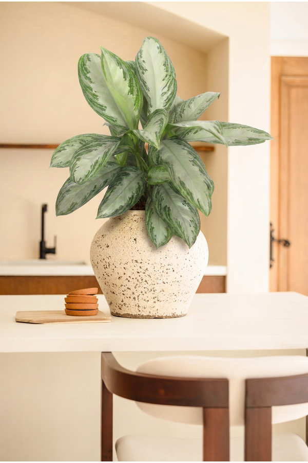 Aglaonema Silver Bay
