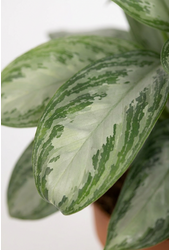 Aglaonema Silver Bay