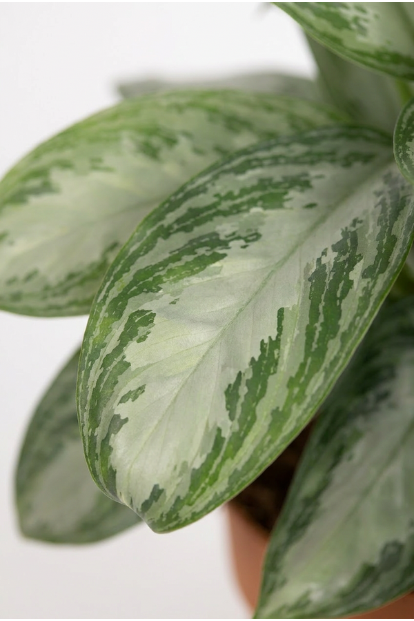 Aglaonema Silver Bay