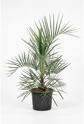 Butia capitata
