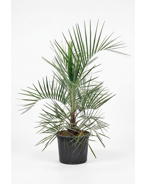 Butia capitata