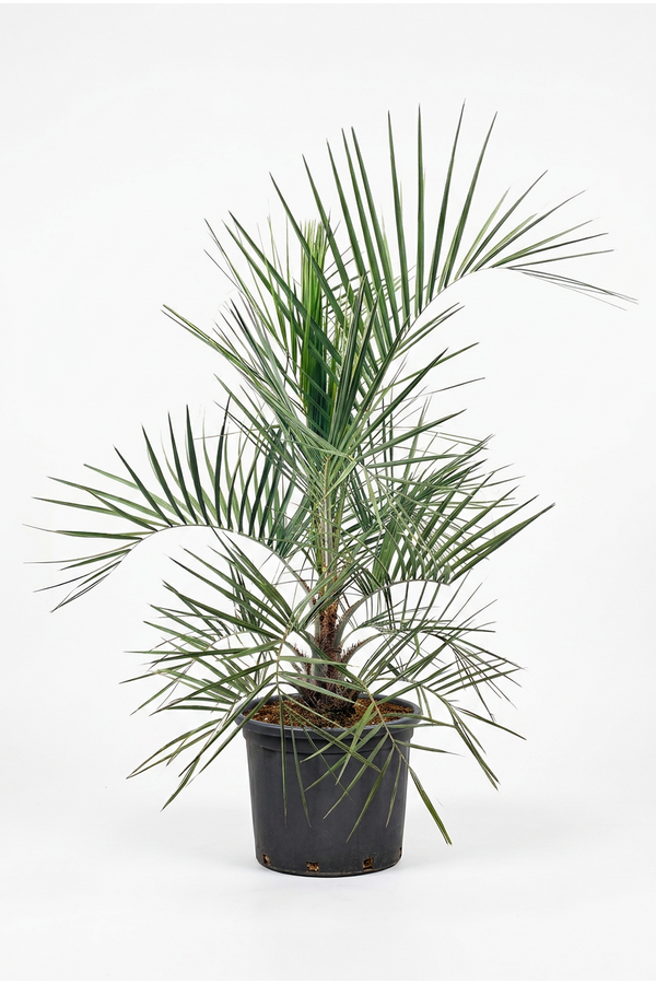 Butia capitata