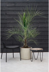 Butia capitata