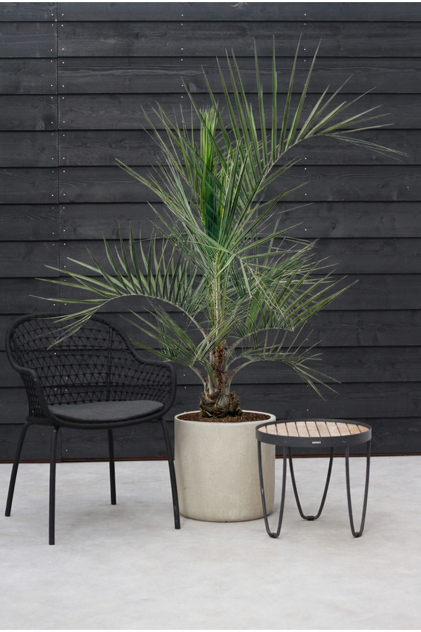 Butia capitata
