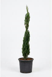 Cupressus sempervirens