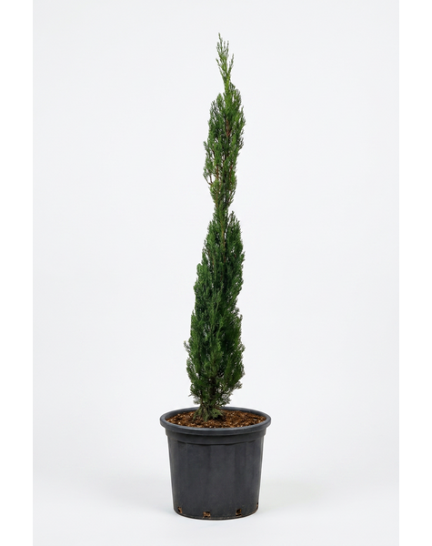 Cupressus sempervirens