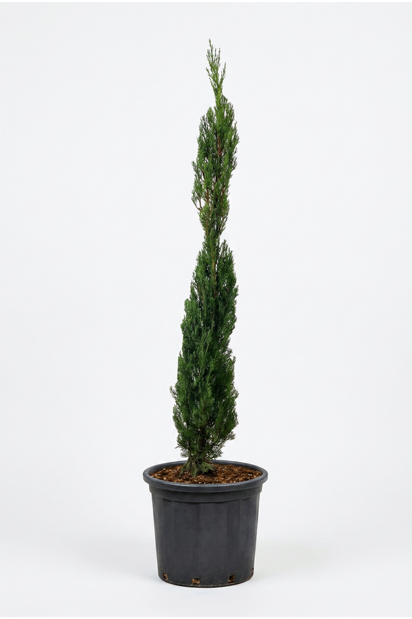 Cupressus sempervirens