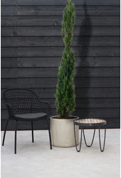 Cupressus sempervirens
