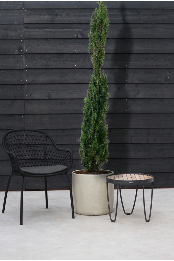 Cupressus sempervirens