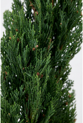 Cupressus sempervirens
