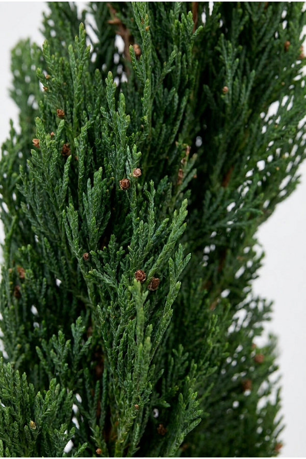 Cupressus sempervirens