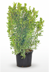 Laurus nobilis