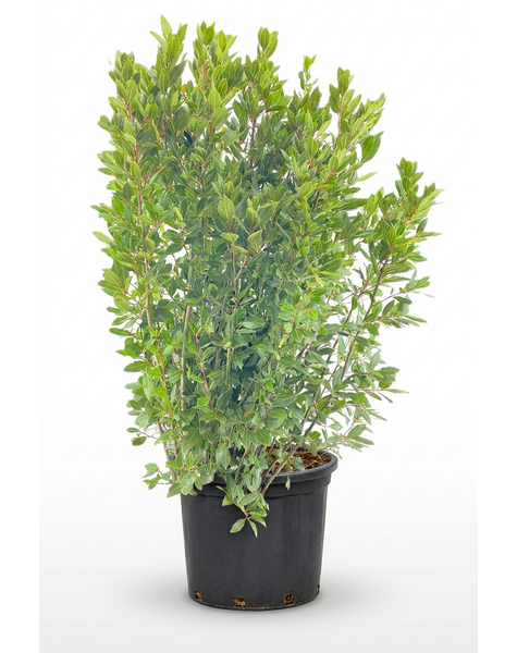 Laurus nobilis