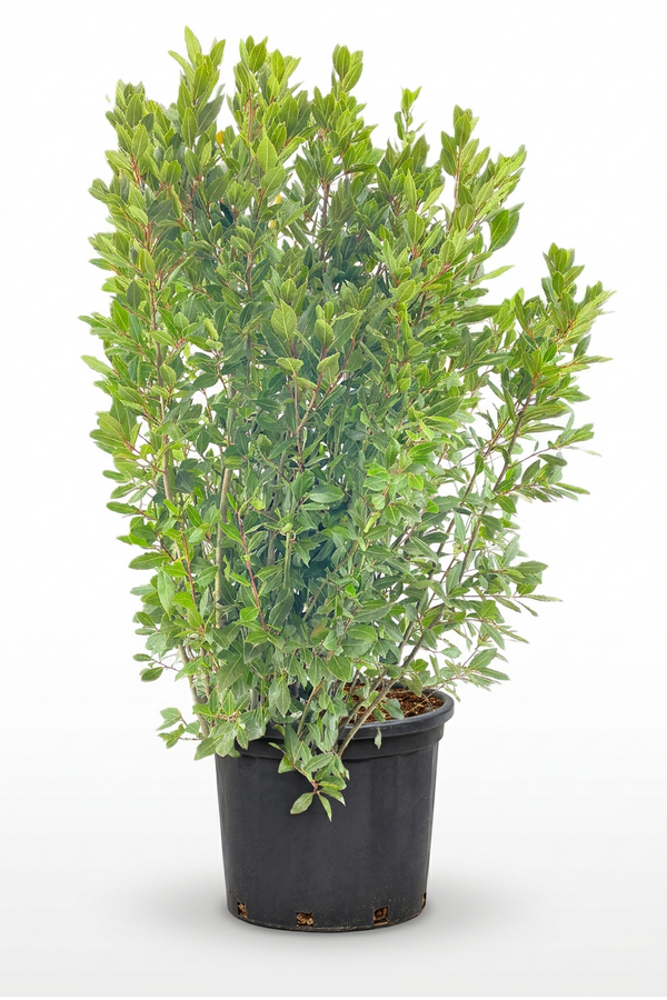 Laurus nobilis