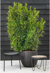 Laurus nobilis
