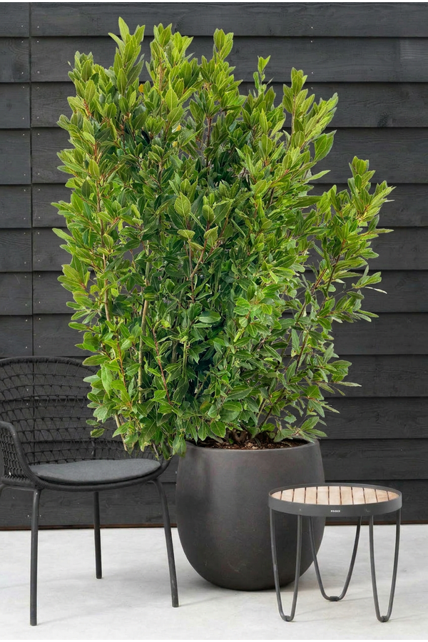 Laurus nobilis